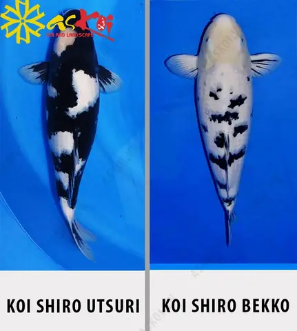 Phân Biệt Cá Koi Shiro Utsuri Với Shiro Bekko Phân Biệt Cá Koi Shiro Utsuri Với Shiro Bekko