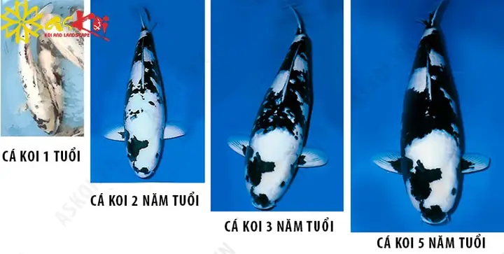 Cách Chọn Cá Koi Shiro Utsuri Nhật Đẹp