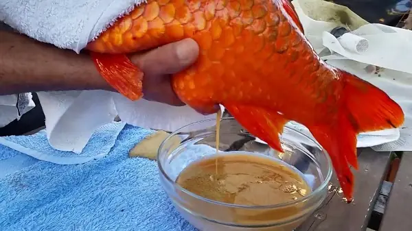Cá Koi Sinh Sản Dưới Sự Can Thiệp Của Con Người