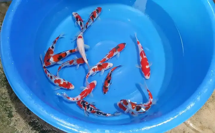 Xác Định Giống Cá Koi Tosai
