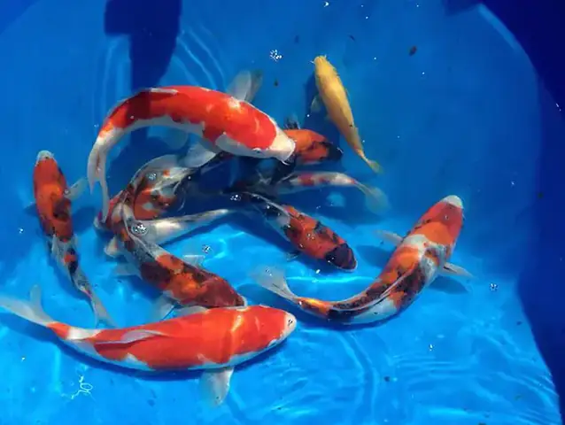 Đánh Giá Cẩn Thận Những Chú Koi Tosai