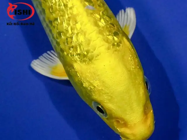 Đặc Điểm Nhận Dạng Cá Koi Yamabuki