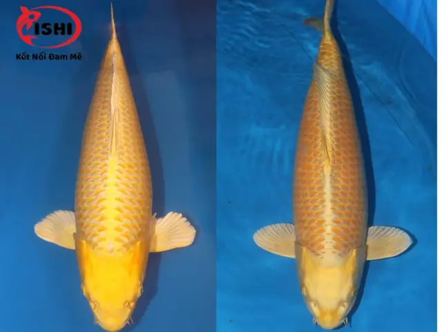 Nguồn Gốc Và Lịch Sử Cá Koi Yamabuki