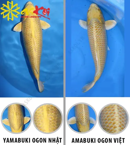 Phân Biệt Koi Yamabuki Ogon Nhật Với Yamabuki Ogon F1, F2