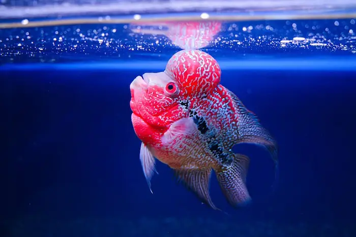 Cá La Hán Ăn Gì Để Lên Đầu, Lên Màu Đẹp Nhất