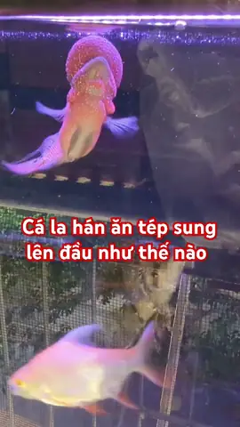 Cá La Hán Ăn Tép: Hướng Dẫn Toàn Tập Về Dinh Dưỡng, Lợi Ích Và Cách Cho Ăn An Toàn