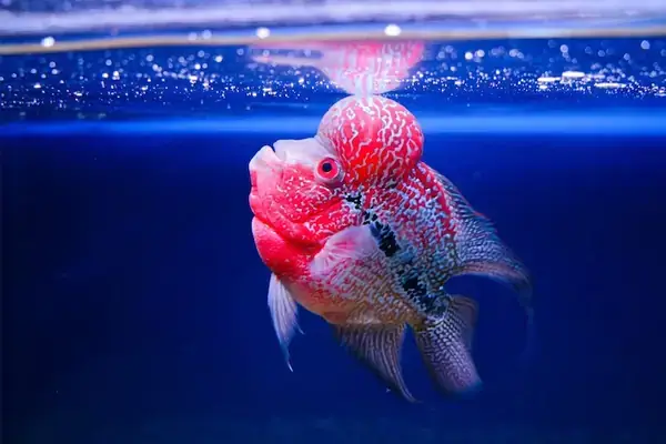 Cá La Hán Ăn Tép: Hướng Dẫn Toàn Tập Về Dinh Dưỡng, Lợi Ích Và Cách Cho Ăn An Toàn