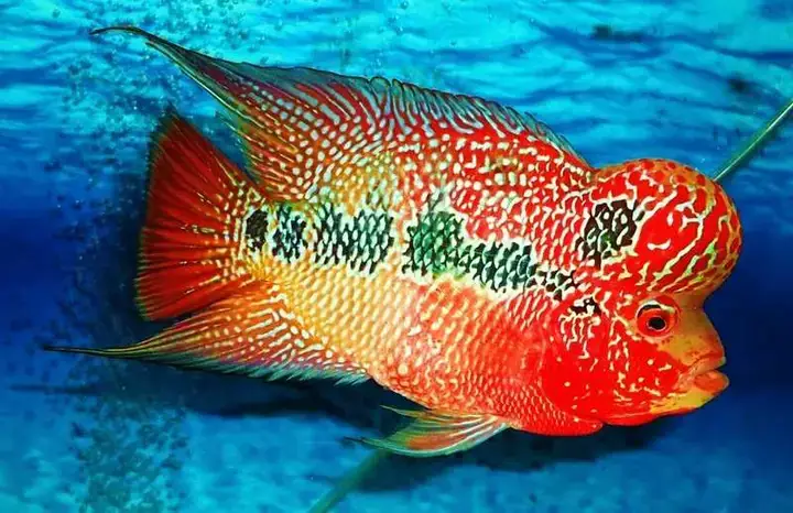 Các Loại Thực Phẩm Bổ Sung Và Thay Thế Thịt Bò Cho Cá La Hán