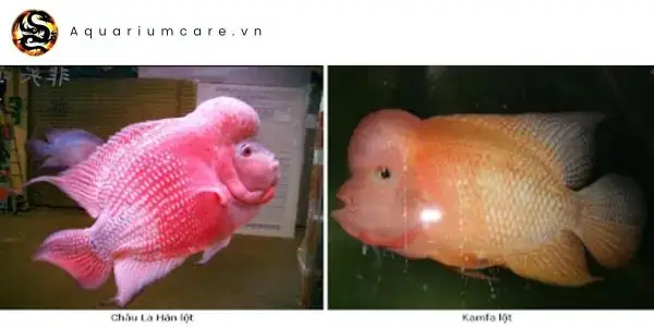 Các Nguyên Nhân Chính Khiến Cá La Hán Bị Trầy Đầu