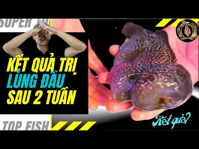 Cá La Hán Bị Tụt Đầu: Nguyên Nhân, Cách Khắc Phục Và Bí Quyết Nuôi Dài Đầu