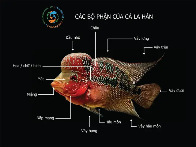 Cá La Hán Có Chữ