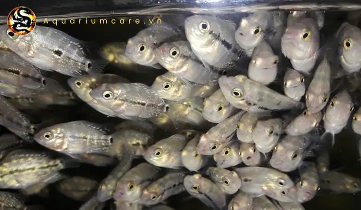 Số Lượng Và Tần Suất: