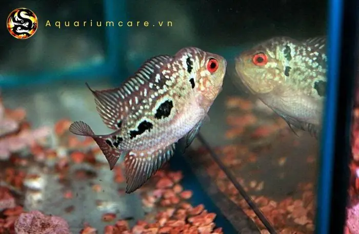 Nhiễm Khuẩn: