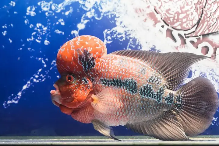 Tập Tính