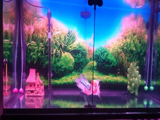 Kiểm Tra Sức Khỏe Của Cá Thường Xuyên