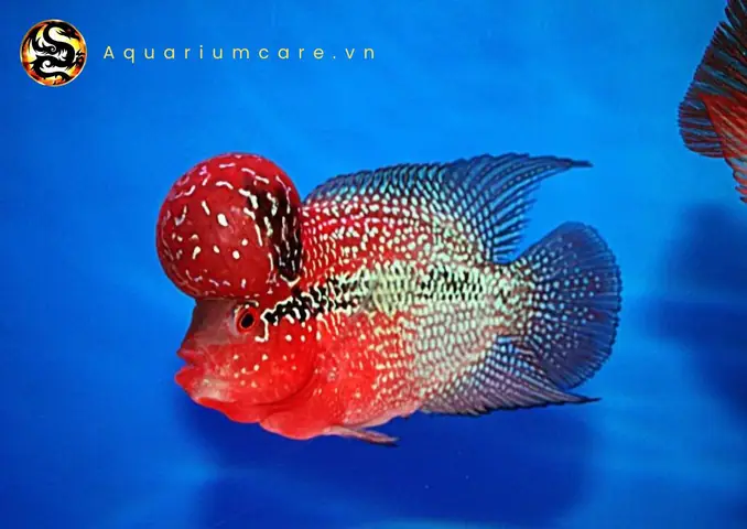Cá La Hán Thái Đỏ Và Cá La King Kamfa