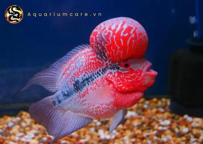Tạo Môi Trường Sống Tốt