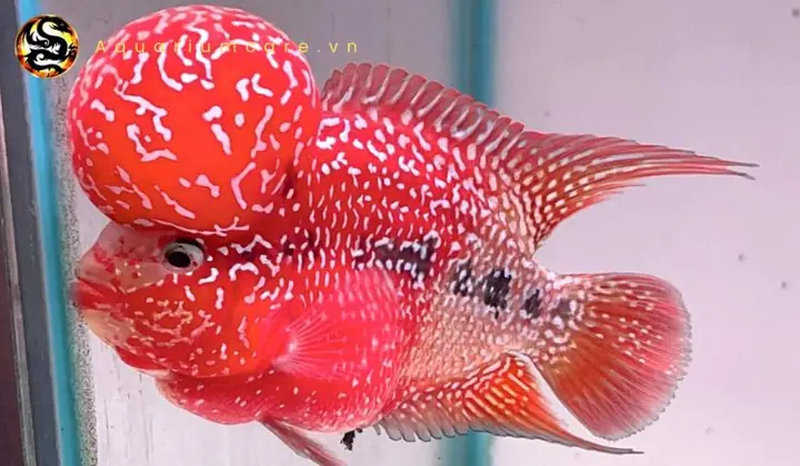 Kỹ Thuật Nuôi Dưỡng Cá La Hán Thái Đỏ Hiệu Quả