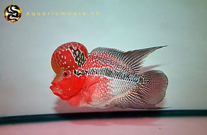 Vai Trò Của Cá La Hán Thái Trong Phong Thủy