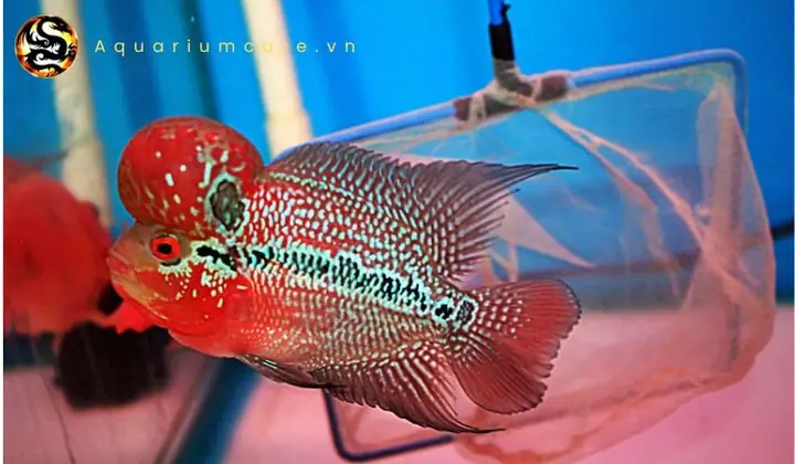 Chế Độ Dinh Dưỡng