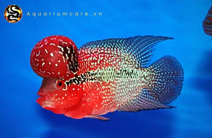 Màu Sắc