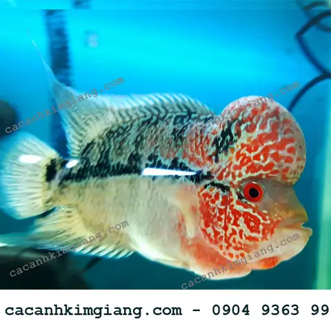 Nguồn Gốc Của Cá La Hán