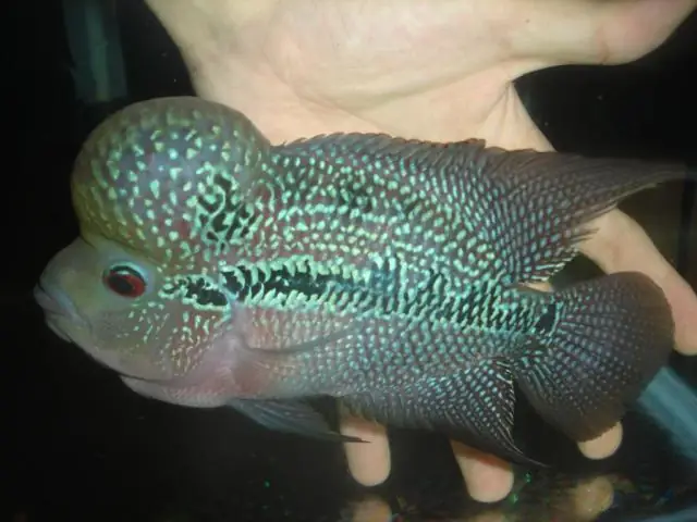 King Lai (thường Được Lai Giữa King Kamfa Mái Và Kim Cương Trống
