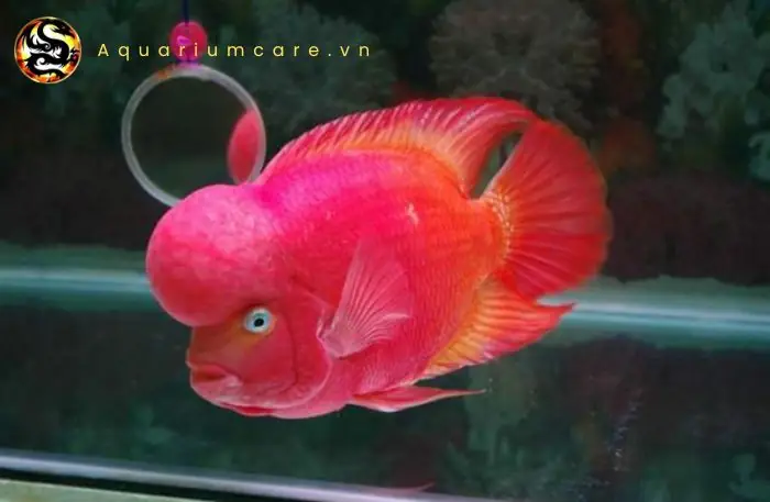 Cá La Hán Khỉ Đỏ