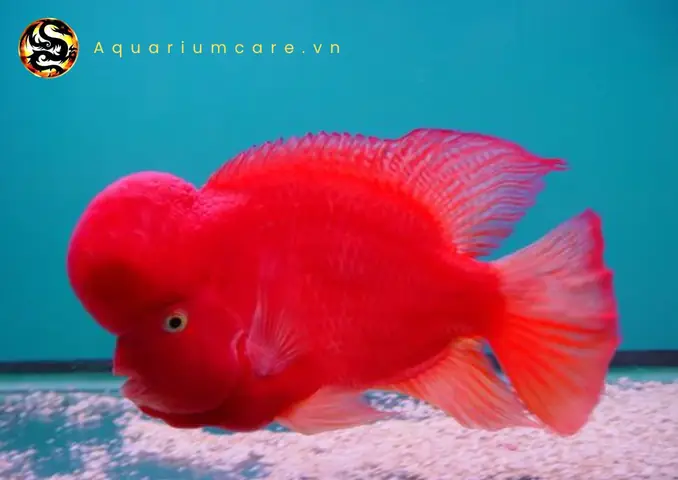 Cách Chọn Nuôi Cá La Hán Khỉ Đỏ