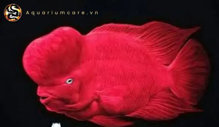Đặc Điểm Nhận Dạng