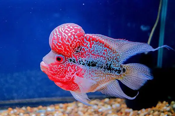 Cá La Hán Khỉ Đỏ Giá Bao Nhiêu?