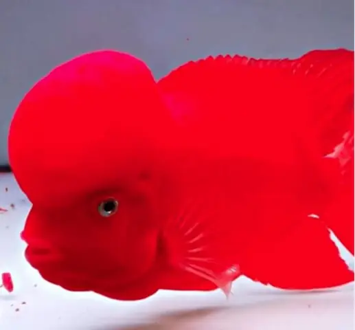 Cá La Hán Khỉ Đỏ Giá Bao Nhiêu? Bảng Giá & Bí Mật Định Giá