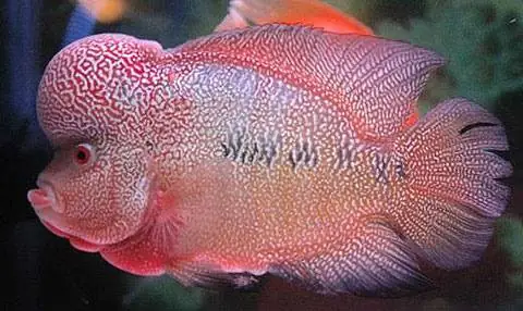 Phòng Và Trị Bệnh Thường Gặp Ở Cá La Hán Kim Cương