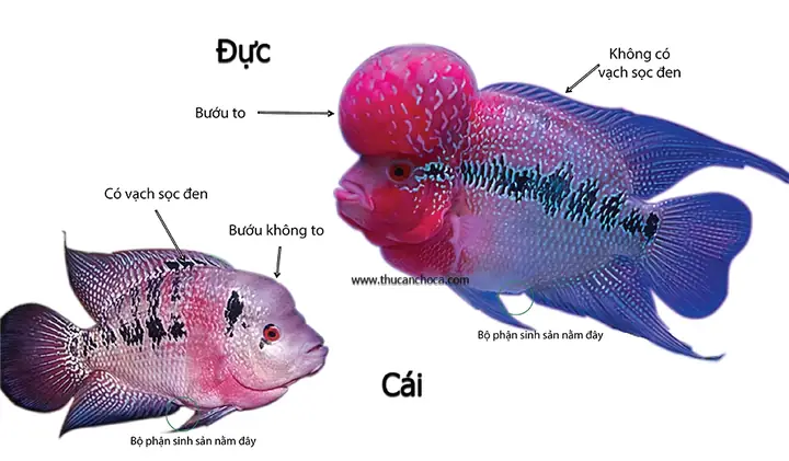 Cá La Hán Kim Cương Xanh