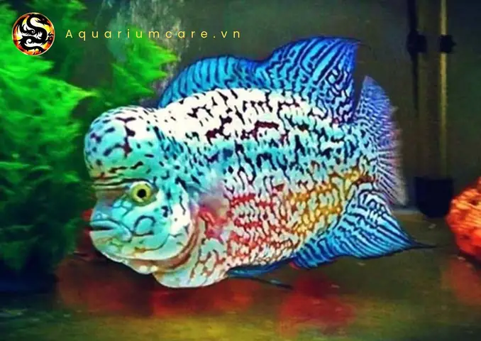 Đặc Điểm Nổi Bật Của Cá La Hán King Kamfa Đặc Điểm Nổi Bật Của Cá La Hán King Kamfa