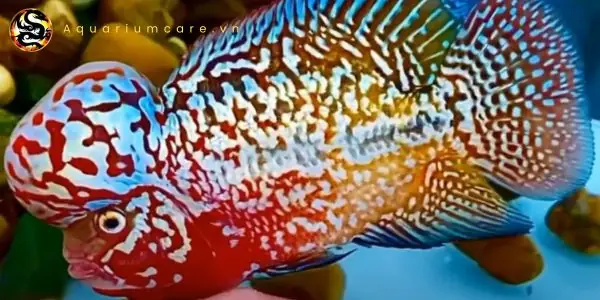 Cách Phòng Ngừa Và Điều Trị Bệnh Thường Gặp Ở Cá La Hán King Kamfa Cách Phòng Ngừa Và Điều Trị Bệnh Thường Gặp Ở Cá La Hán King Kamfa