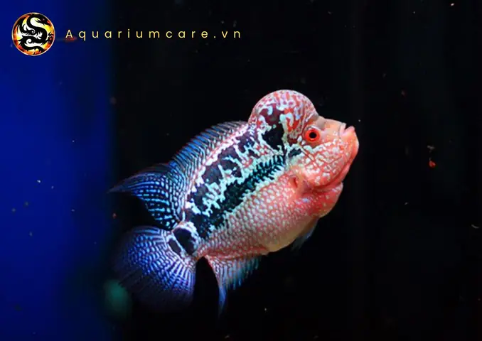 Hướng Dẫn Chọn Giống Cá La Hán King Kamfa Chất Lượng Hướng Dẫn Chọn Giống Cá La Hán King Kamfa Chất Lượng