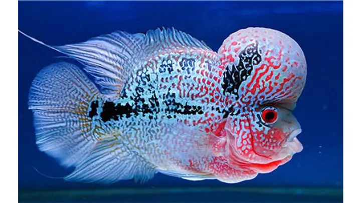 Vệ Sinh Bể