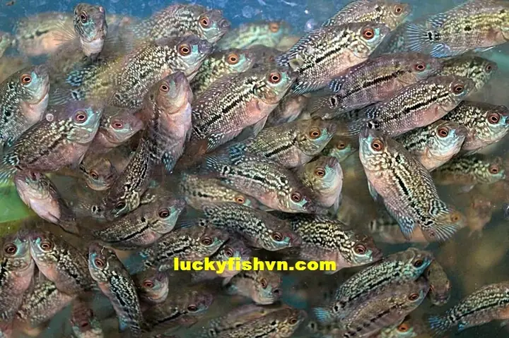 Cá La Hán Nhỏ – Đặc Điểm, Cách Nuôi Và Ý Nghĩa Phong Thủy