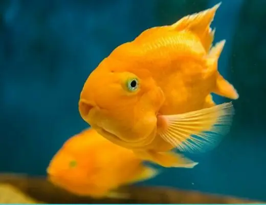 Cá La Hán Nuôi Chung Với Cá Gì Bình An Nhất