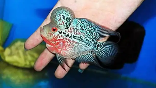 Bố Trí Bể Nuôi