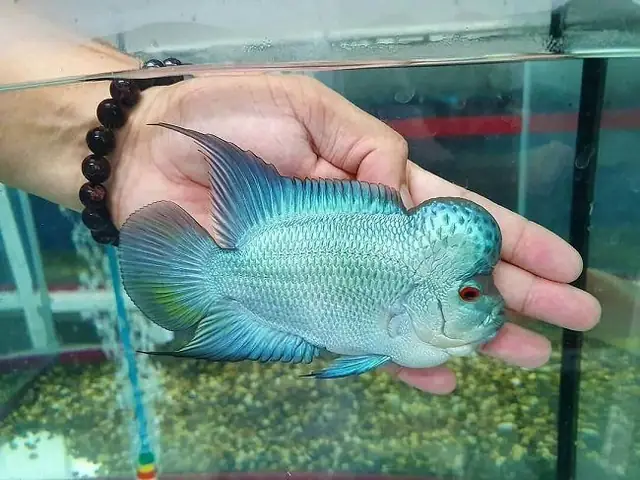 Thú Chơi Cá La Hán Rồng Xanh