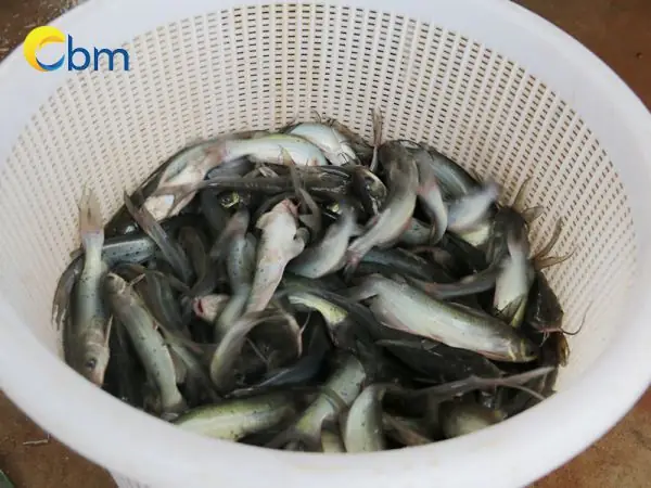 Cá Lăng Giống Hải Phòng Giá Bao Nhiêu?