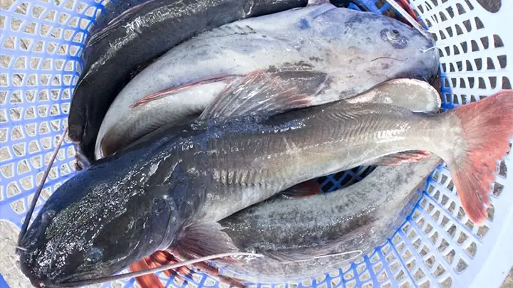 Cá Lăng Đuôi Đỏ