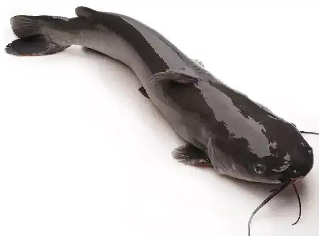 Cá Lăng Sông Đà
