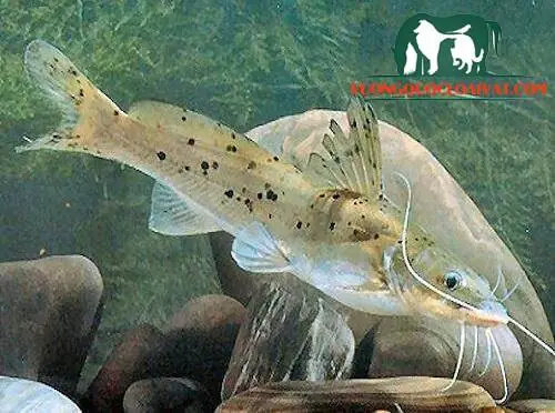 Cá Lăng Chấm – Cá Lăng Hoa