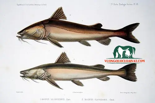 Những Thông Tin Về Dòng Cá Lăng