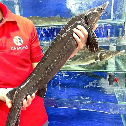 Đặc Điểm Của Cá Lăng Và Cá Tầm