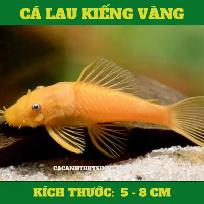Cá Lau Kiếng: Người Bạn Đồng Hành Lý Tưởng Cho Hồ Cá Cảnh Sạch Bóng