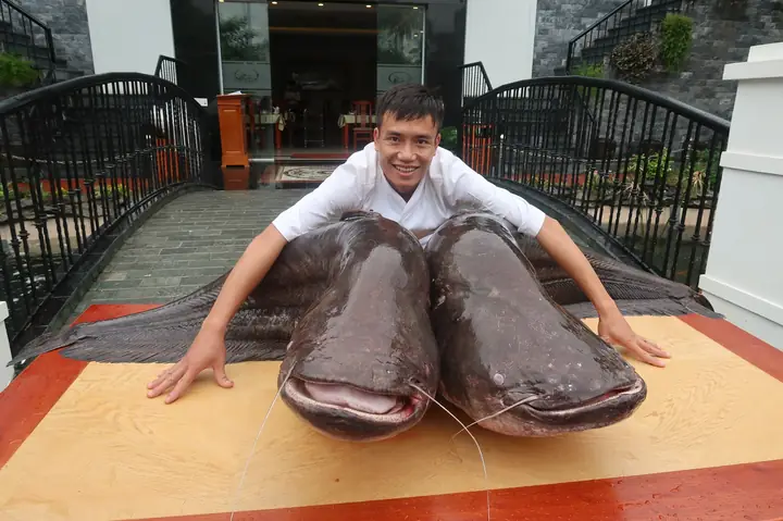 Cặp Cá Leo Khổng Lồ Có Cân Nặng 107kg, Dài Hơn 1,5m Cặp Cá Leo Khổng Lồ Có Cân Nặng 107kg, Dài Hơn 1,5m